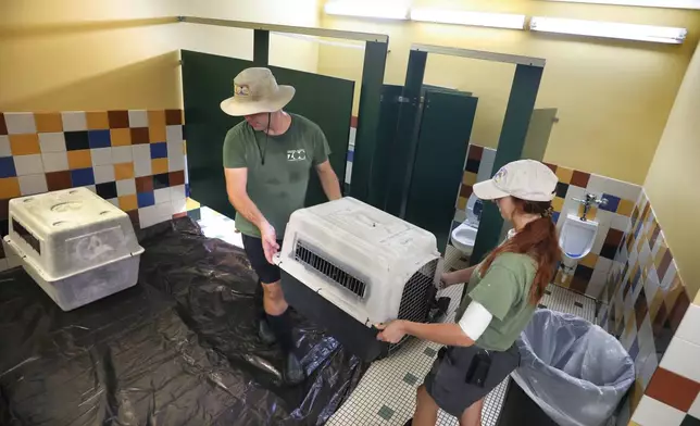 Birdkeepers Austin Laroche and Madi Unwin move animals into a restroom at the Central Florida Zoo and Botanical Gardens in Sanford, Fla., Tuesday, Oct. 8, 2024, in preparation for the impact of Hurricane Milton. (Joe Burbank/Orlando Sentinel via AP)