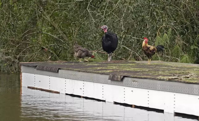 A pair of chickens and a turkey take refuge on a flooded home caused by Hurricane Milton along the Alafia river Friday, Oct. 11, 2024, in Lithia, Fla. (AP Photo/Chris O'Meara)