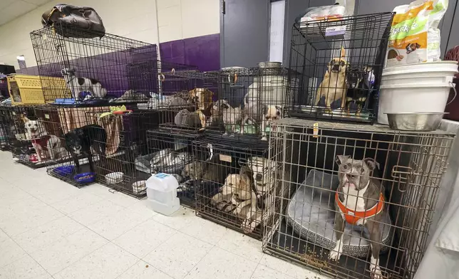 A few of the 283 registered animals, birds and reptiles line a hallway in the evacuation shelter at River Ridge Middle/High School in preparation for Hurricane Milton, Wednesday, Oct. 9, 2024, in New Port Richey, Fla. (AP Photo/Mike Carlson)