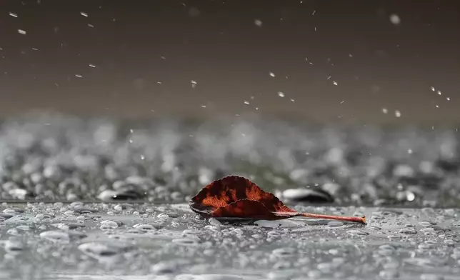 A fallen leave sits on a car during a rainy day in Vernon Hills, Ill., Tuesday, Oct. 15, 2024. (AP Photo/Nam Y. Huh)