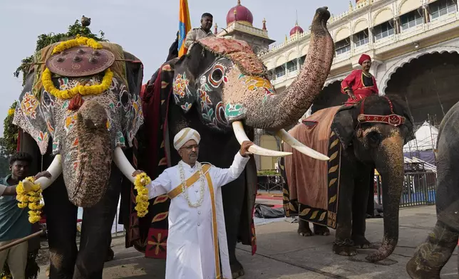 Ragavendra MS, descendant of a former minister of Mysore's royal kingdom, poses with decorated elephants on the eve of the final day of the Dussehra festivities, in Mysuru, India, Saturday, Oct. 12, 2024. (AP Photo/Aijaz Rahi)