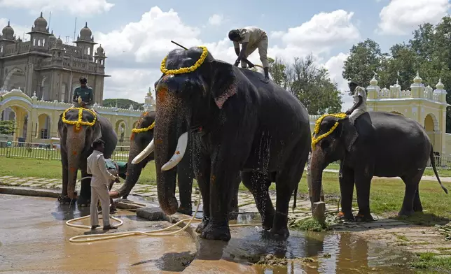 Mahouts bathe elephants on the eve of a procession to mark the final day of the Dussehra festivities, in Mysuru, India, Friday, Oct. 11, 2024. (AP Photo/Aijaz Rahi)