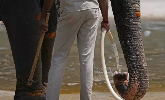 A mahout helps an elephant drink water while giving it a bath on the eve of a procession to mark the final day of the Dussehra festivities, in Mysuru, India, Friday, Oct. 11, 2024. (AP Photo/Aijaz Rahi)