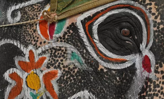 An elephant painted in multihued motifs is prepared to participate in Dussehra festivities, in Mysuru, India, Friday, Oct. 11, 2024. (AP Photo/Aijaz Rahi)