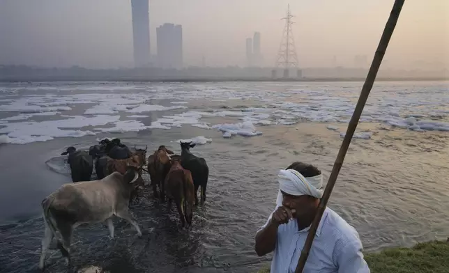 A buffalo herder makes his flock cross river Yamuna filled with toxic foams in New Delhi, India, Tuesday, Oct. 29, 2024. (AP Photo/Manish Swarup)