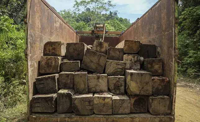 Logs sit on the back of a truck parked on the side of a road leading to the area of several wood pellet production companies in Pohuwato, Gorontalo province, Indonesia, Tuesday, Oct. 22, 2024. (AP Photo/Yegar Sahaduta Mangiri)