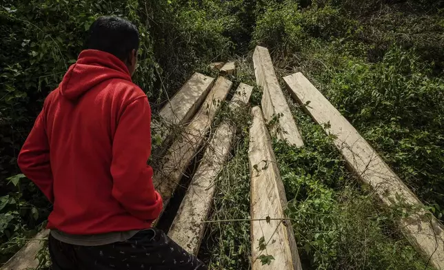 A man inspects logs near several wood pellet production companies in Pohuwato, Gorontalo province, Indonesia, Tuesday, Oct. 22, 2024. (AP Photo/Yegar Sahaduta Mangiri)