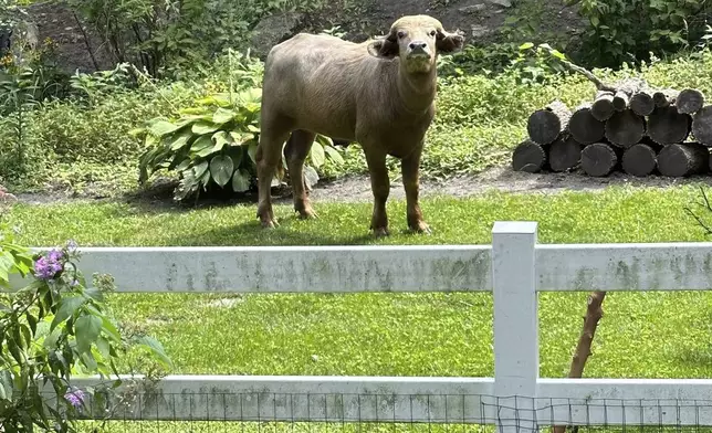 FILE - An escaped water buffalo on the lam from police looks on Aug. 24, 2024, in the Des Moines suburb of Pleasant Hill, Iowa. (Madison Pottebaum via AP, File)