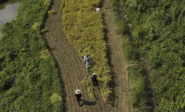 An aerial view of farmers working on rice terraces during harvest in Kamimomi village, Okayama prefecture, Japan on Sept. 7, 2024. (AP Photo/Ayaka McGill)