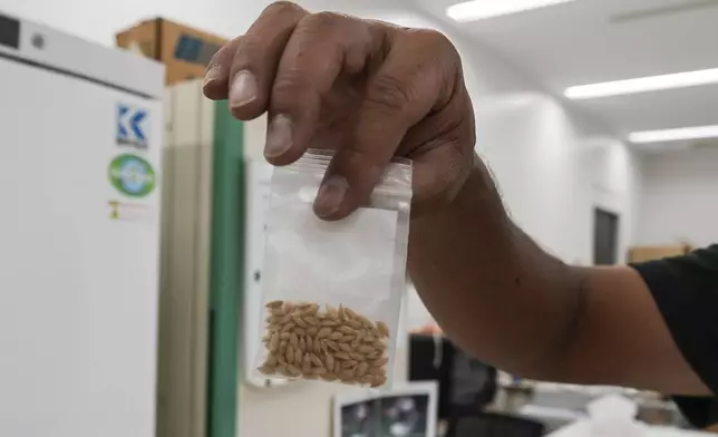 A manager at Saitama's Agricultural Technology Research Centre holds seeds of "Sai no Kizuna," heat-resistant rice variety developed at the center in Kumagaya, Japan on Sept. 26, 2024. (AP Photo/Ayaka McGill)