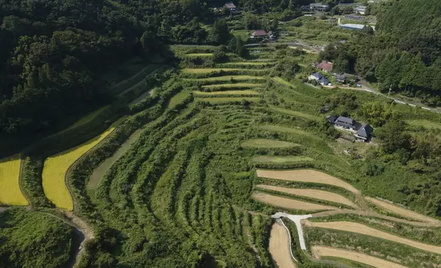 An aerial view of rice terraces in Kitasho village, Okayama prefecture, Japan on Saturday Sept. 7, 2024. (AP Photo/Ayaka McGill)