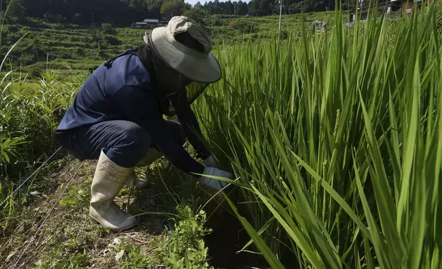 Farmer Joji Terasaka inspects rice in Kamimomi village, Okayama prefecture, Japan on Sept. 6, 2024. (AP Photo/Ayaka McGill)