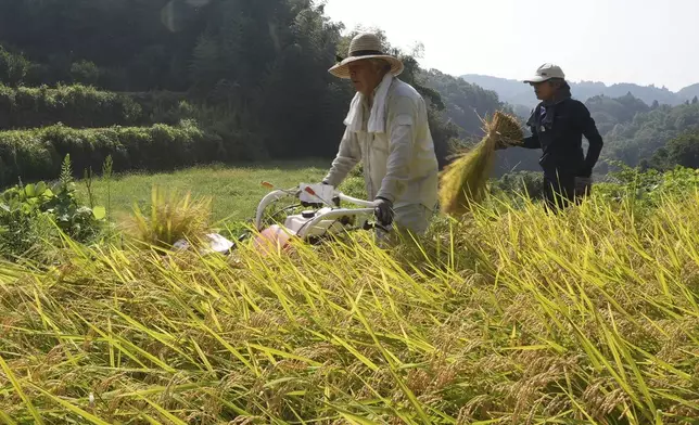 A farmer operates harvester machine on a rice terrace during harvest in Kamimomi village, Okayama prefecture, Japan on Sept. 7, 2024. (AP Photo/Ayaka McGill)