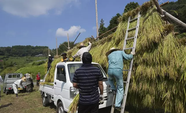 Farmers and volunteers hang rice on a rack in a traditional drying method harvest in Kamimomi village, Okayama prefecture, Japan on Sept. 7, 2024. (AP Photo/Ayaka McGill)