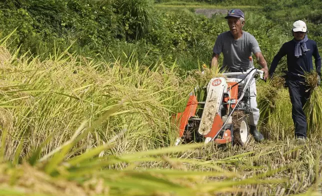 A farmer operates harvester machine on a rice terrace during harvest in Kamimomi village, Okayama prefecture, Japan on Sept. 7, 2024. (AP Photo/Ayaka McGill)