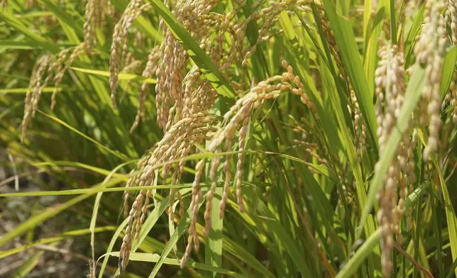 Rice are ready for harvest in Kamimomi village, Okayama prefecture, Japan on Sept. 7, 2024. (AP Photo/Ayaka McGill)