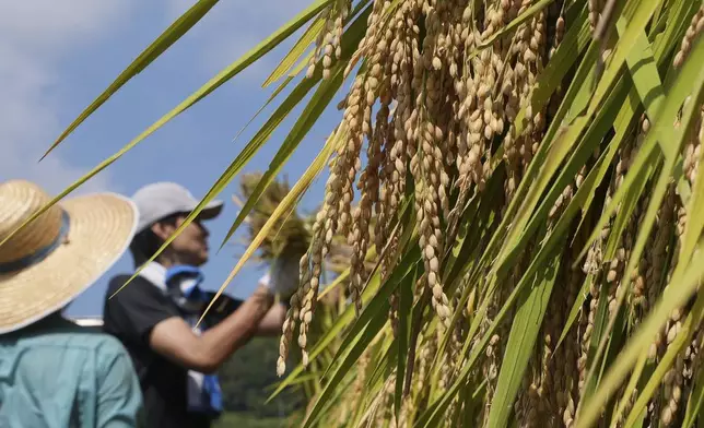 Rice are hanged to dry in Kamimomi village, Okayama prefecture, Japan on Sept. 7, 2024. (AP Photo/Ayaka McGill)