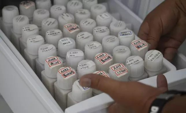 A manager at Saitama's Agricultural Technology Research Center pulls out a draw full of bottles of seeds of new rice varieties developed at various centers in Kumagaya, Japan on Sept. 26, 2024. (AP Photo/Ayaka McGill)