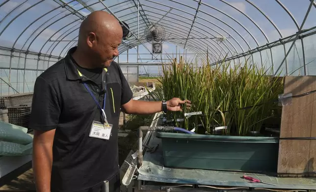 Naoto Ohoka, who manages rice breeding at Saitama's Agricultural Technology Research Centre, shows seedlings used to breed new varieties in Kumagaya, Japan on Sept. 26, 2024. (AP Photo/Ayaka McGill)