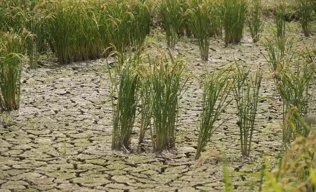 This photo shows an abandoned paddy field with dried up soil in Kamimomi village, Okayama prefecture, Japan on Sept. 7, 2024. (AP Photo/Ayaka McGill)