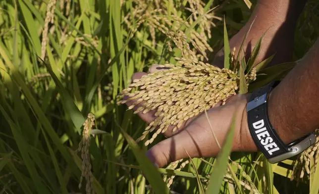 A manager at Saitama's Agricultural Technology Research Centre shows grains of new variety of rice "Emihokoro" in Kumagaya, Japan on Sept. 26, 2024. (AP Photo/Ayaka McGill)