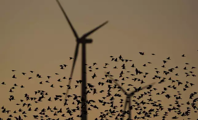 A flock of birds fly past turbines at a wind farm, Sunday, Sept. 29, 2024, near Spearville, Kan. (AP Photo/Charlie Riedel)