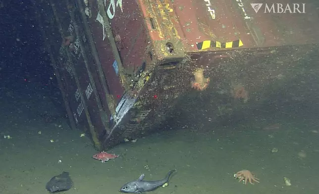 This image from video provided by the Monterey Bay Aquarium Research Institute shows fish and other sea life around a shipping container lost from the cargo vessel Med Taipei during a storm in February 2004, found around 1,280 meters (4,200 feet) below the surface of the Monterey Bay National Marine Sanctuary in California on Dec. 12, 2013. (MBARI via AP)