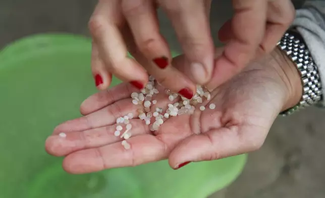 FILE - A volunteer holds plastic pellets spilled from a transport ship collected from a beach in Nigran, Pontevedra, Spain, Tuesday, Jan. 9, 2024. (AP Photo/Lalo R. Villar, File)