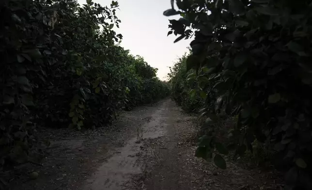 An orchard where Eilat Shalev hid after trying to escape from the Nova music festival during the Hamas attack on Oct. 7, 2023, is seen near Kibbutz Reim, southern Israel, on Thursday, Sept. 26, 2024. Shalev went to the festival with her husband, Shai Shalev, who was killed during the attack. (AP Photo/Leo Correa)