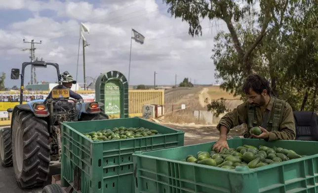 A reservist guarding the entrance gate to Kibbutz Kfar Aza, southern Israel, takes avocados grown inside the kibbutz from a tractor, Monday, Sept. 16, 2024. (AP Photo/Ohad Zwigenberg)