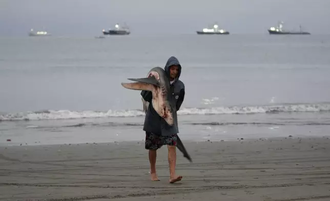 A fisherman carries a shark to market in Manta, Ecuador, Tuesday, Sept. 24, 2024. (AP Photo/Dolores Ochoa)