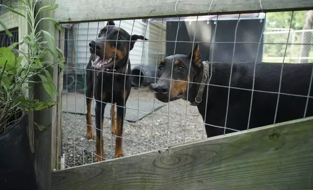 Two Doberman pinschers stand in the backyard of the Arthur home outside Mount Olive, N.C., on Monday, July 15, 2024. (AP Photo/Allen G. Breed)