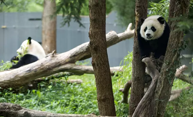 FILE- Panda cub Bao Bao, right, and her mother Mei Xiang are seen in their habitat at the National Zoo in Washington, Aug. 23, 2014. (AP Photo/Pablo Martinez Monsivais, File)