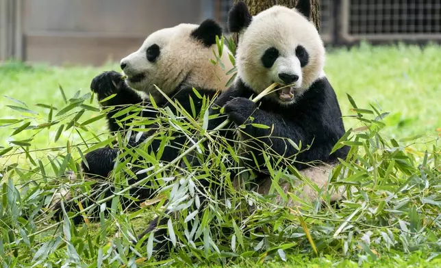 FILE - Giant pandas eat bamboo at the Smithsonian's National Zoo, May 4, 2022, in Washington. (AP Photo/Jacquelyn Martin, File)