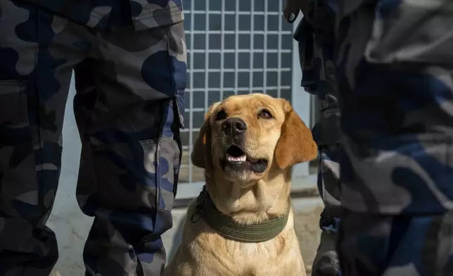 A dog waits for its turn to be worshiped at Nepal's Armed Police Force kennel division during Kukkur Tihar festival in Kathmandu, Nepal, Thursday, Oct. 31, 2024. Every year, dogs are worshiped to acknowledge their role in providing security during the second day of five days long Hindu festival Tihar. (AP Photo/Niranjan Shrestha)