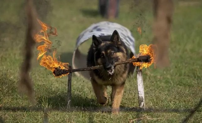 A Nepal's Armed Police Force dog displays skills at their kennel division during Kukkur Tihar festival in Kathmandu, Nepal, Thursday, Oct. 31, 2024. Every year, dogs are worshipped to acknowledge their role in providing security during the second day of five days long Hindu festival Tihar. (AP Photo/Niranjan Shrestha)