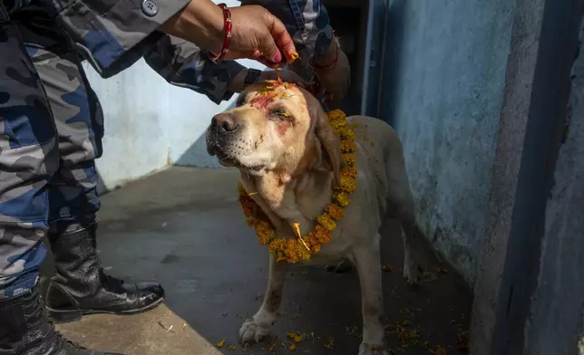 A Nepal's Armed Police Force member worships a dog at their kennel division during Kukkur Tihar festival in Kathmandu, Nepal, Thursday, Oct. 31, 2024. Every year, dogs are worshipped to acknowledge their role in providing security during the second day of five days long Hindu festival Tihar. (AP Photo/Niranjan Shrestha)