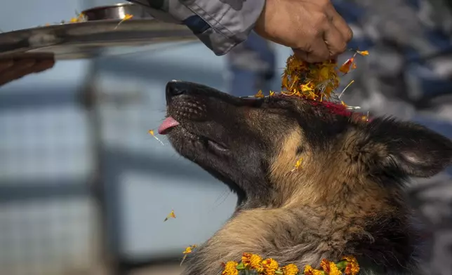 A Nepal's Armed Police Force member worships a dog at their kennel division during Kukkur Tihar festival in Kathmandu, Nepal, Thursday, Oct. 31, 2024. Every year, dogs are worshipped to acknowledge their role in providing security during the second day of five days long Hindu festival Tihar. (AP Photo/Niranjan Shrestha)