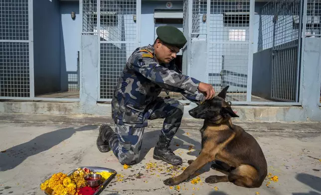 A Nepal's Armed Police Force personnel worships the dog at their kennel division during Kukkur Tihar festival in Kathmandu, Nepal, Thursday, Oct. 31, 2024. Every year, dogs are worshiped to acknowledge their role in providing security during the second day of five days long Hindu festival Tihar. (AP Photo/Niranjan Shrestha)