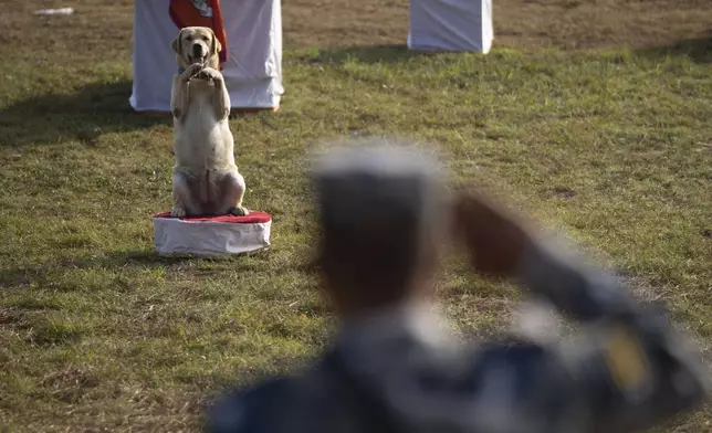 A Nepal's Armed Police Force dog displays skills at their kennel division during Kukkur Tihar festival in Kathmandu, Nepal, Thursday, Oct. 31, 2024. Every year, dogs are worshipped to acknowledge their role in providing security during the second day of five days long Hindu festival Tihar. (AP Photo/Niranjan Shrestha)