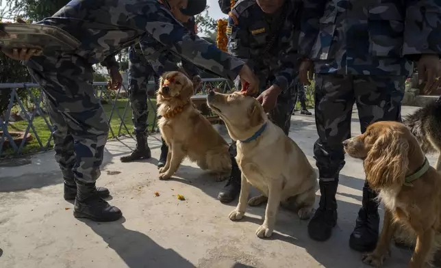 Nepal's Armed Police Force personnel worship their dogs at their kennel division during Kukkur Tihar festival in Kathmandu, Nepal, Thursday, Oct. 31, 2024. Every year, dogs are worshipped to acknowledge their role in providing security during the second day of five days long Hindu festival Tihar. (AP Photo/Niranjan Shrestha)