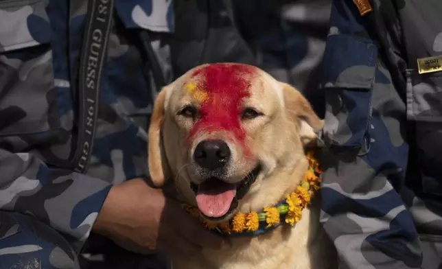 A Nepal's Armed Police Force dog sits decorated with a garland of flowers after being worshipped at their kennel division during Kukkur Tihar festival in Kathmandu, Nepal, Thursday, Oct. 31, 2024. Every year, dogs are worshipped to acknowledge their role in providing security during the second day of five days long Hindu festival Tihar. (AP Photo/Niranjan Shrestha)