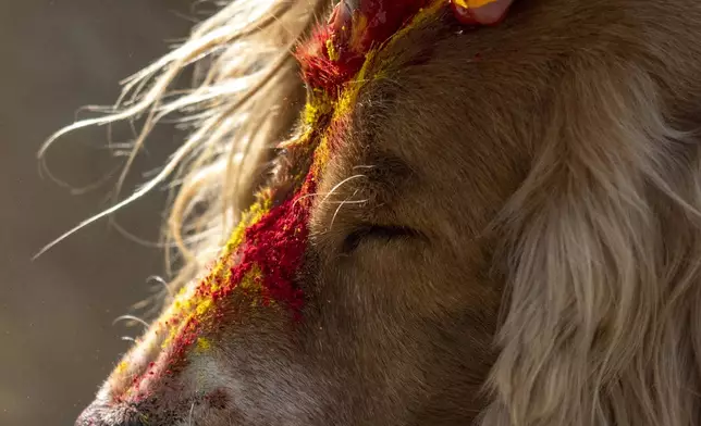 A dog is worshipped during Kukkur Tihar festival in Kathmandu, Nepal, Thursday, Oct. 31, 2024. Every year, dogs are worshipped to acknowledge their role in providing security during the second day of five days long Hindu festival Tihar. (AP Photo/Niranjan Shrestha)