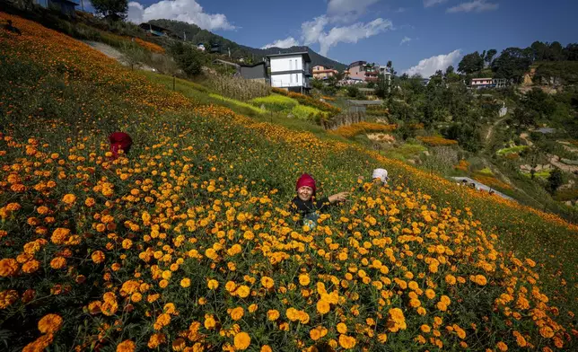 Farmers pick marigold flowers to make garlands to sell for Tihar festival, on the outskirts of Kathmandu, Nepal, Wednesday, Oct. 30, 2024. (AP Photo/Niranjan Shrestha)