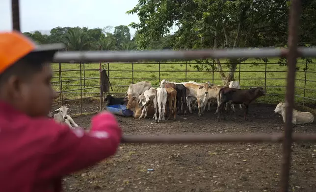 A ranch worker looks after cattle in the village of Limon, which would be submerged in a proposed plan to dam the nearby Indio River to secure the Panama Canal’s uninterrupted operation, in Panama, Saturday, Aug. 31, 2024. (AP Photo/Matias Delacroix)