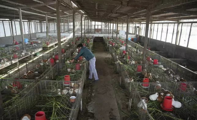 Peru Guinea Pigs are bred at an agricultural research farm to distribute to farms across the country, in Lima, Peru, Thursday, Oct. 3, 2024. Peruvian guinea pigs, locally known as 'cuy,' have been traditionally raised for meat consumption since pre-Inca times. (AP Photo/Guadalupe Pardo)