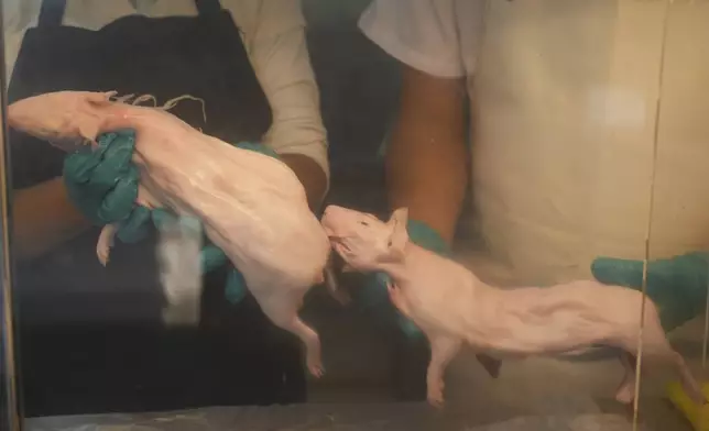 Butchers hold guinea pigs behind the glass of a refrigerator at a market in Lima, Peru, Thursday, Oct. 3, 2024. Guinea pigs, locally known as 'cuy,' have been traditionally raised for meat consumption since pre-Inca times. (AP Photo/Guadalupe Pardo)