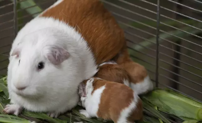 Peru Guinea Pigs are bred at an agricultural research farm for distribution to farms across the country, in Lima, Peru, Thursday, Oct. 3, 2024. Peruvian guinea pigs, locally known as 'cuy,' have been traditionally raised for meat consumption since pre-Inca times. (AP Photo/Guadalupe Pardo)