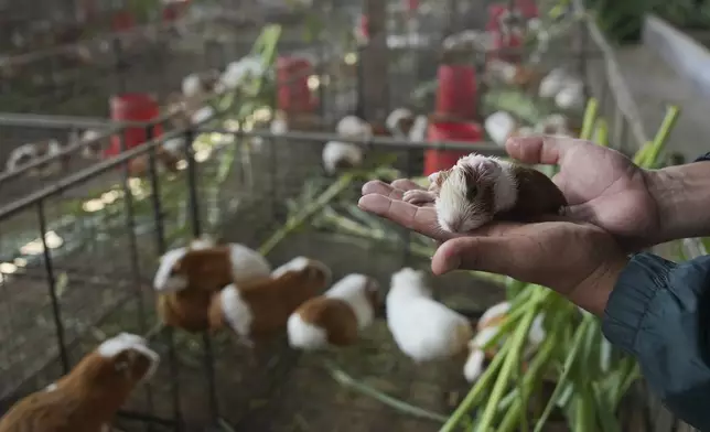 Juan Carlos Solorzano holds a newborn Peru Guinea Pig at an agricultural research farm where breeding animals are raised for distribution to farms across the country, in Lima, Peru, Thursday, Oct. 3, 2024. Peruvian guinea pigs, locally known as 'cuy,' have been traditionally raised for meat consumption since pre-Inca times. (AP Photo/Guadalupe Pardo)