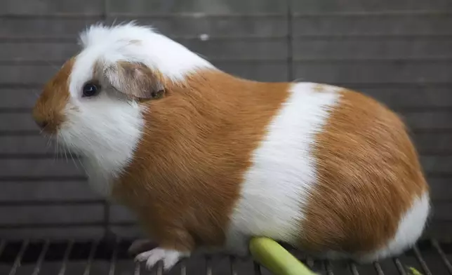 A Peru Guinea Pig stands at an agricultural research farm where breeding animals are raised for distribution to farms across the country, in Lima, Peru, Thursday, Oct. 3, 2024. Peruvian guinea pigs, locally known as 'cuy,' have been traditionally raised for meat consumption since pre-Inca times. (AP Photo/Guadalupe Pardo)